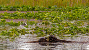 29th May 2020 - A Pair of Painted turtles Protect Plenty of lily Pads