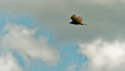 29th May 2020 - turkey vulture in the clouds