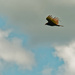 turkey vulture in the clouds by rminer