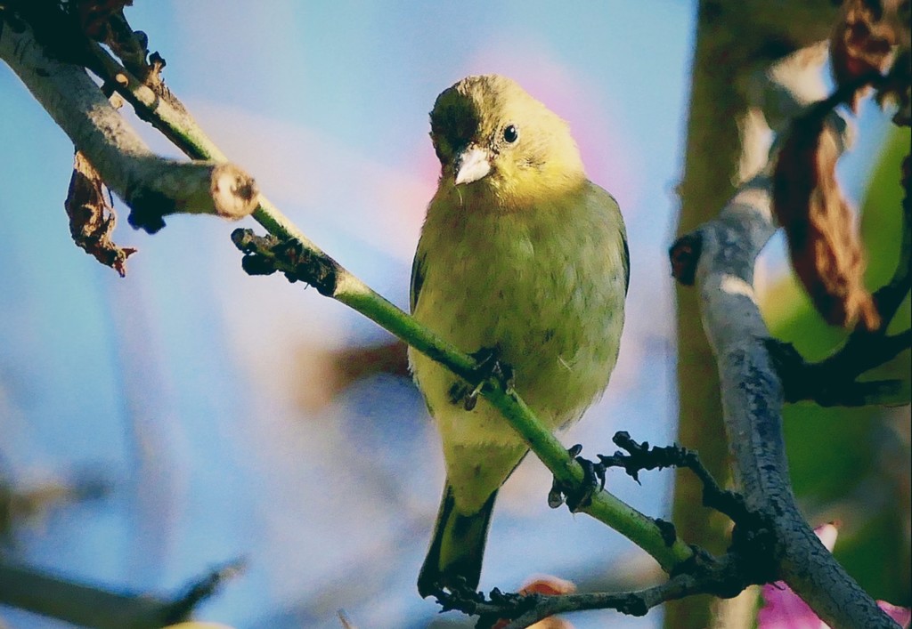 Yellow Bird by redy4et