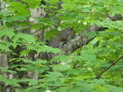 29th May 2020 - Squirrel in Maple Tree 