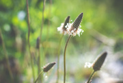 29th May 2020 - Garden Weed