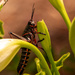 Grasshopper in the Lilys! by rickster549