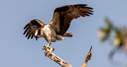 29th May 2020 - Osprey Dad, Getting Ready for Take-off!