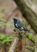 29th May 2020 - Black-throated Blue Warbler