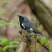 Black-throated Blue Warbler by annepann