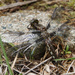 Common Whitetail (female) by annepann