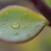 May Series - Macro my Garden (30) by kgolab