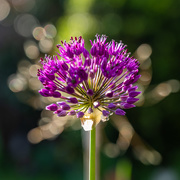 11th May 2020 - Another Allium 