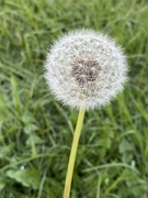 30th May 2020 - D is for Dandelion