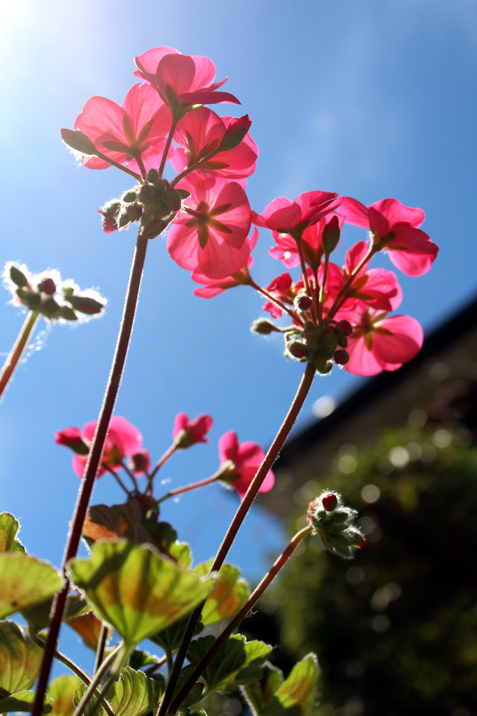 22nd May Pelargonium by valpetersen