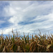 Maize Field by chikadnz