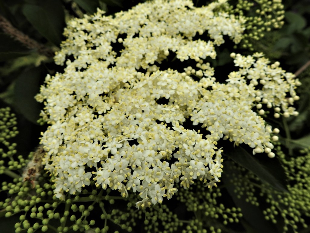 Elder flowers by oldjosh