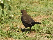 23rd May 2020 - Female Blackbird