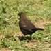 Female Blackbird by oldjosh