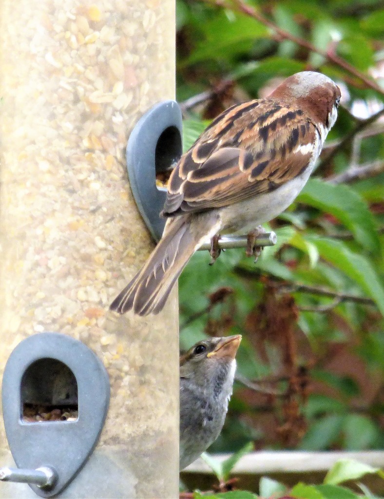 Two little Sparrows , - half and half  by beryl