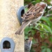 Two little Sparrows , - half and half  by beryl