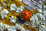 17th May 2020 - Ladybug