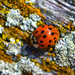 Ladybug by novab
