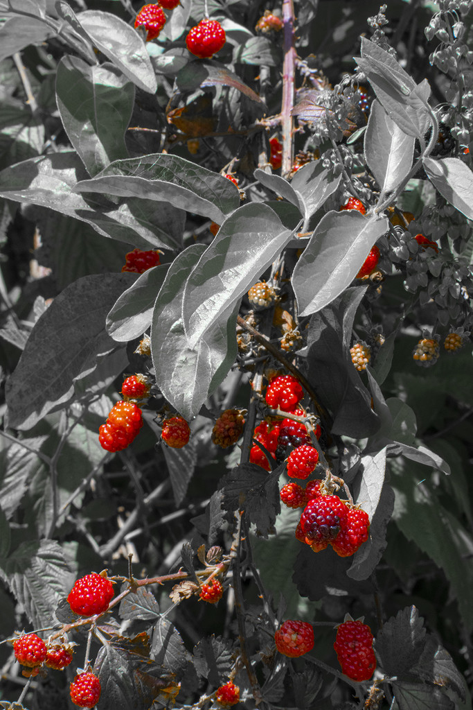 Berries by k9photo