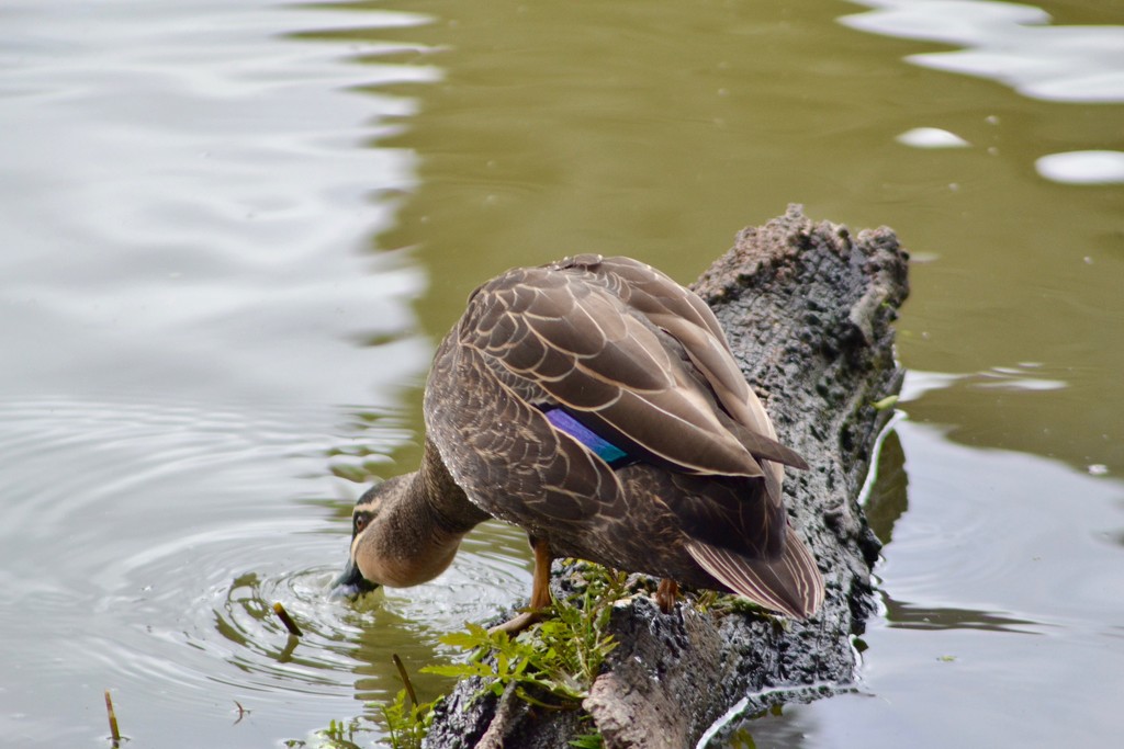 Duck by dianeburns