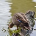 Duck by dianeburns