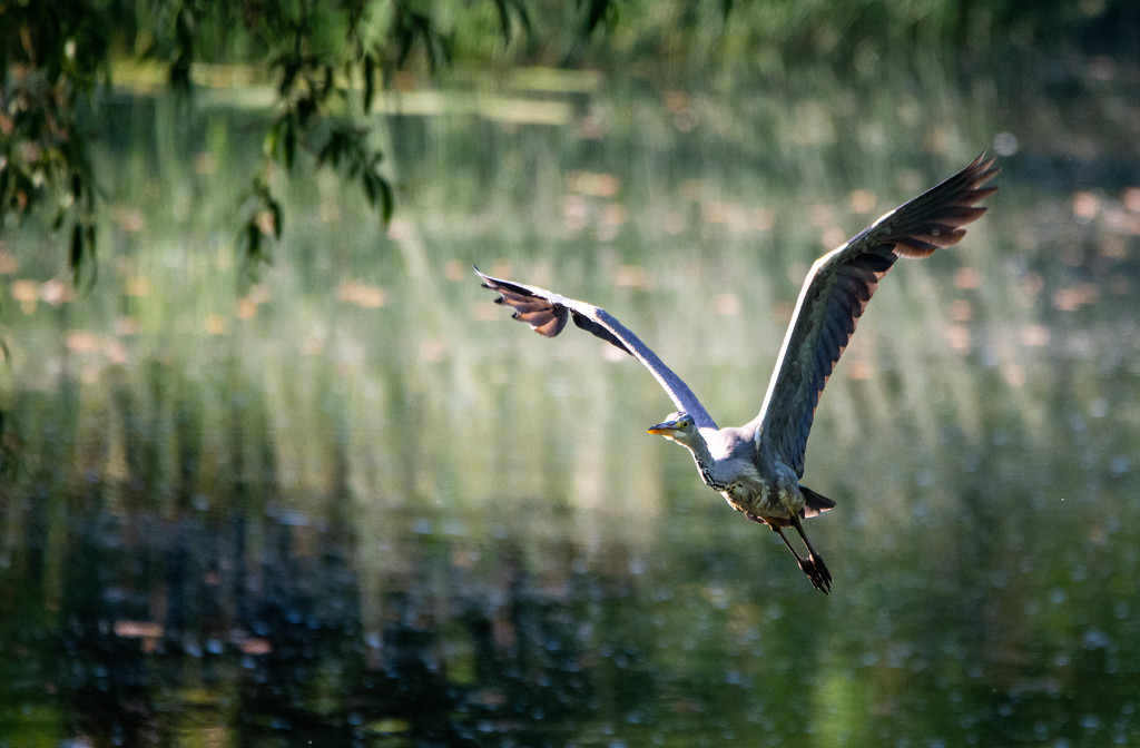 Heron in flight by stevejacob
