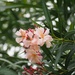 Oleander flowers by monicac