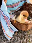 30th May 2020 - Katy the house duck