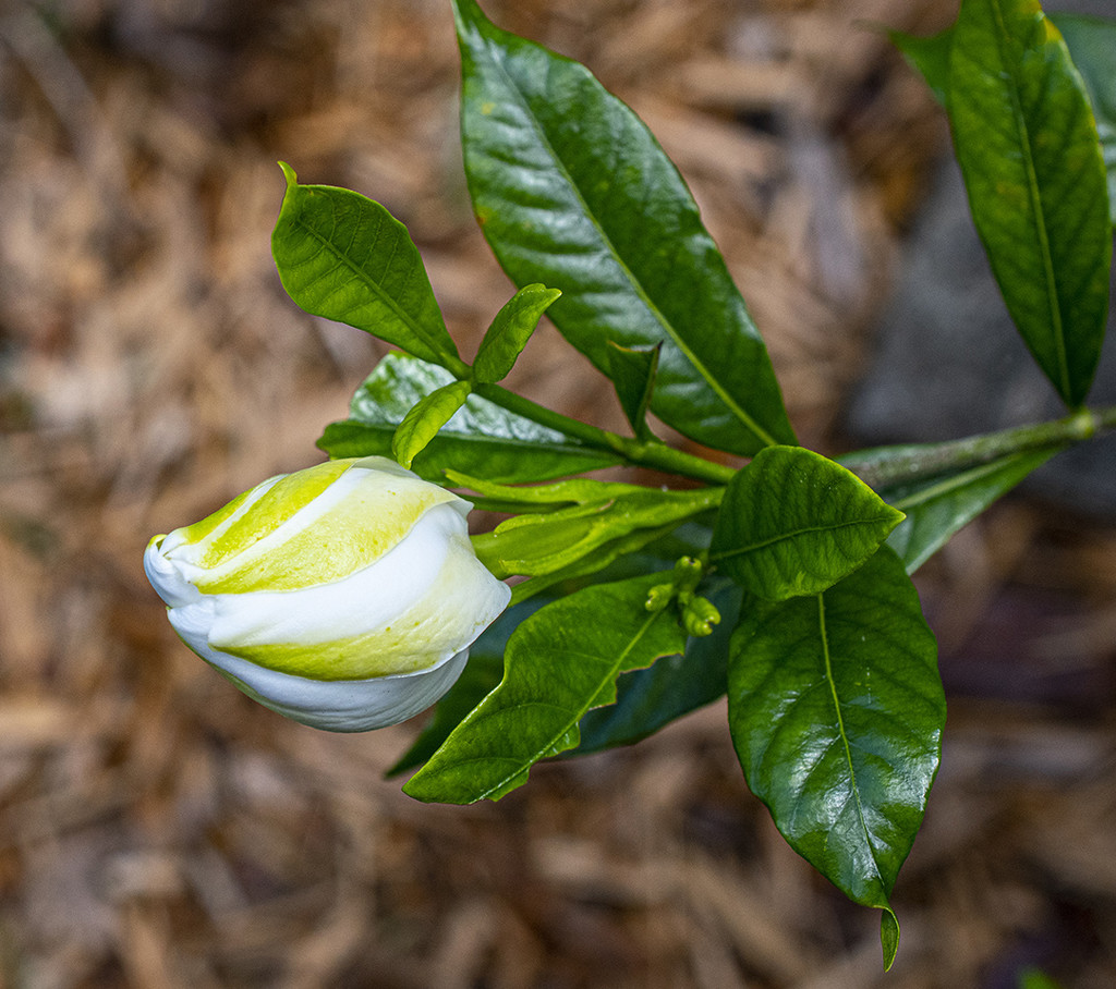 Gardenia Bud by k9photo
