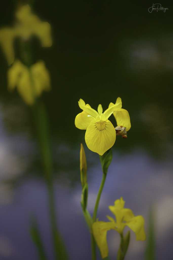 Pond Iris  by jgpittenger