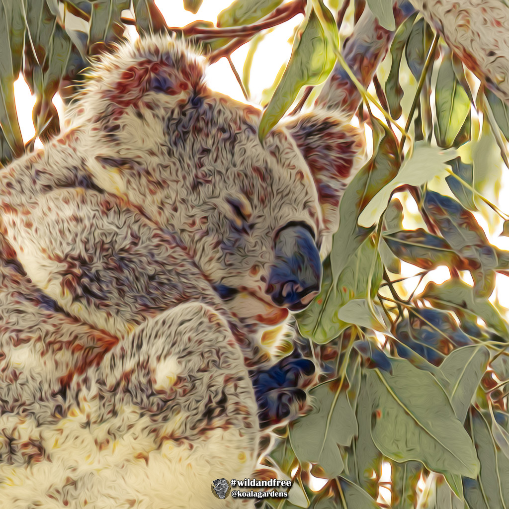 last wild edit by koalagardens