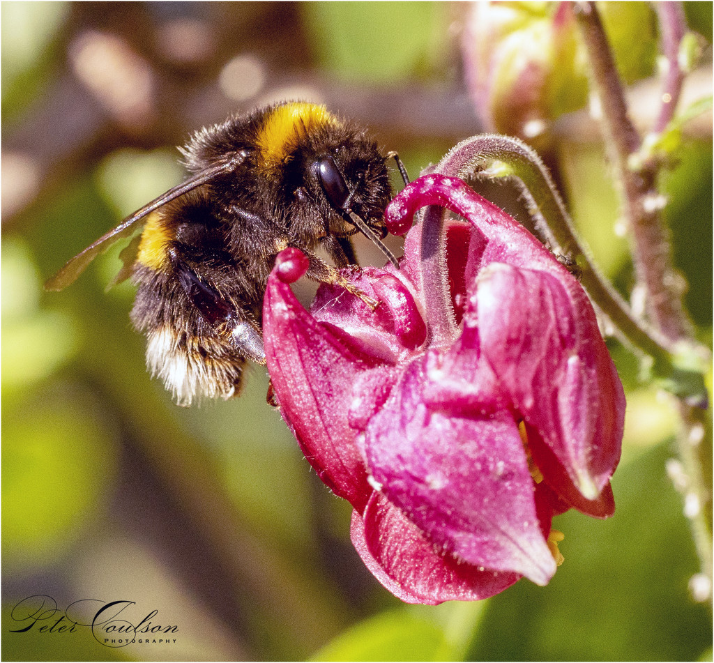 Bee hard at work by pcoulson