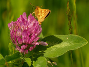 30th May 2020 - long dash skipper butterfly on clover