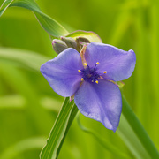 30th May 2020 - Ohio spiderwort: Blue Jacket 