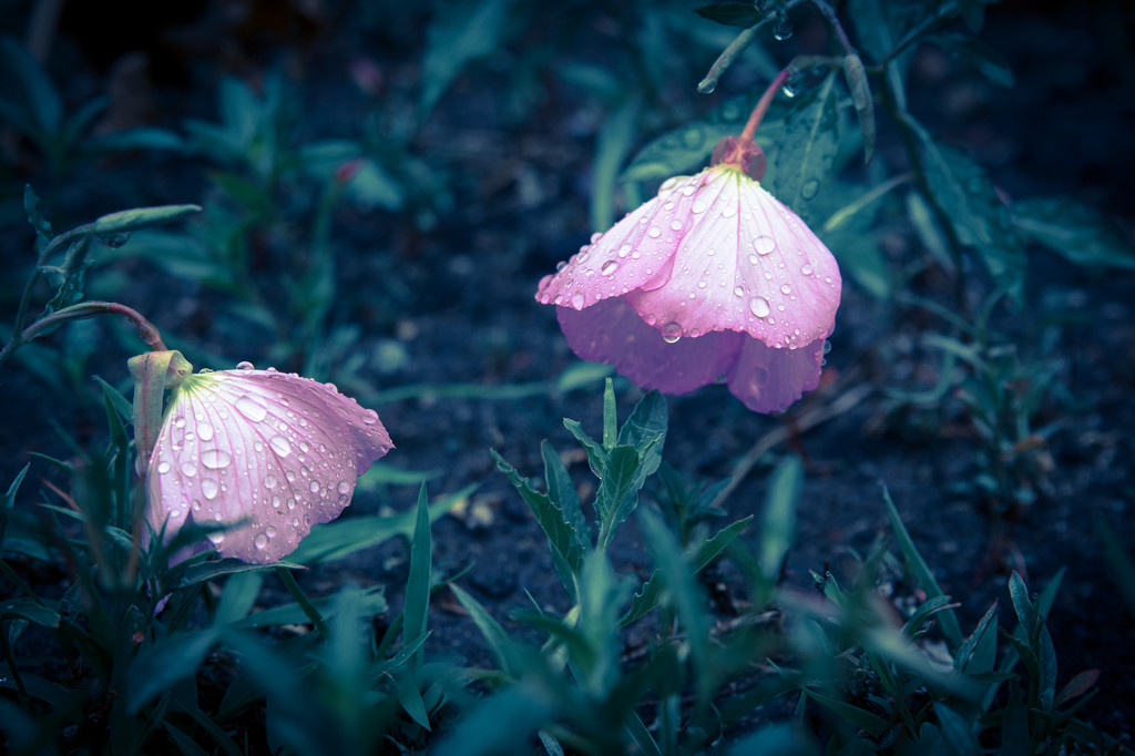 (Day 105) - Dreary by cjphoto