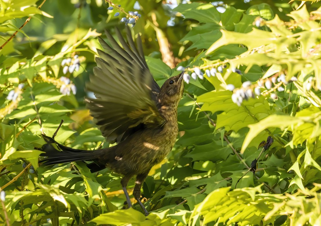 Exuberant Blackbird  by shepherdmanswife
