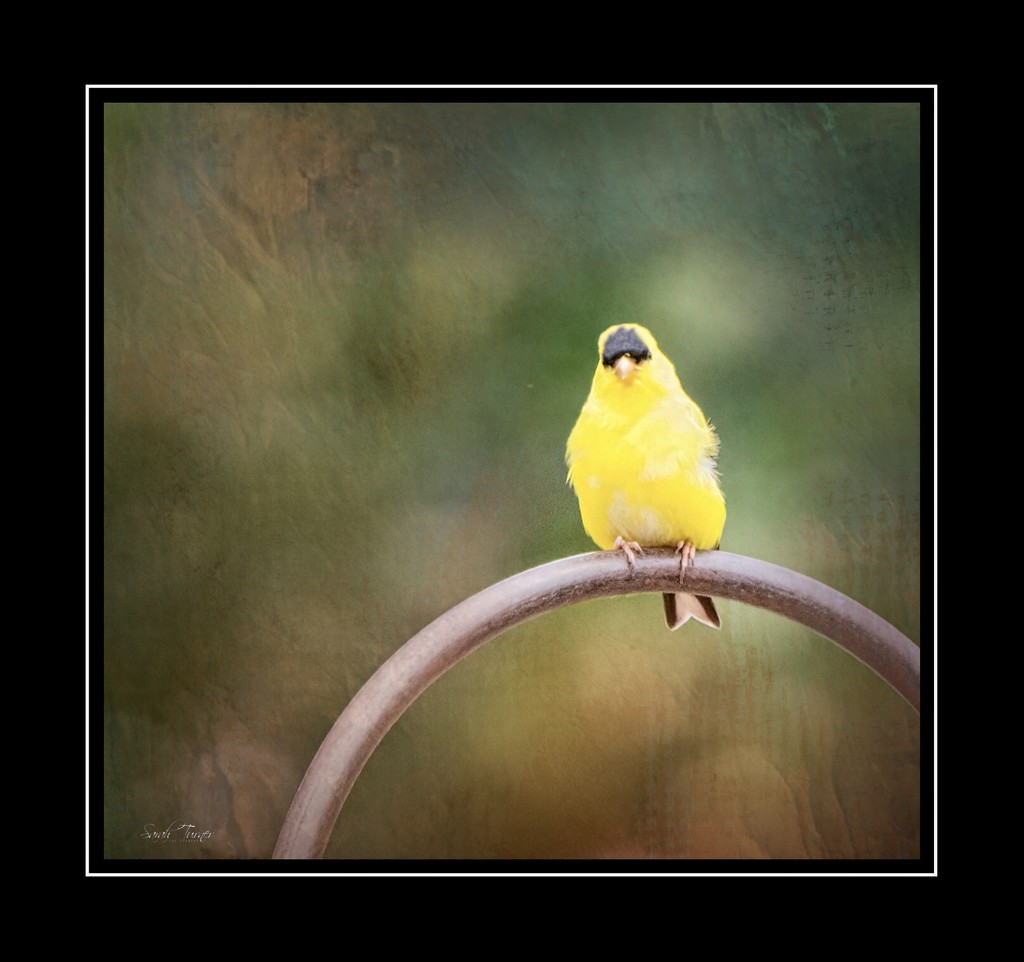 Yellow finch  by samae