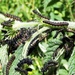 Peacock caterpillars by julienne1
