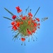 Planet poppies.  by cocobella
