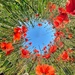 Poppies diving.  by cocobella
