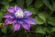 29th May 2020 - Clematis