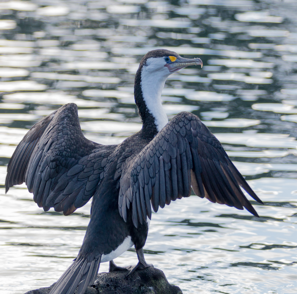 Shag drying his wings in the sun by creative_shots