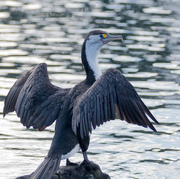 23rd Nov 2019 - Shag drying his wings in the sun