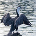 Shag drying his wings in the sun by creative_shots