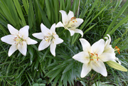 30th May 2020 - Looking Down on Lilies