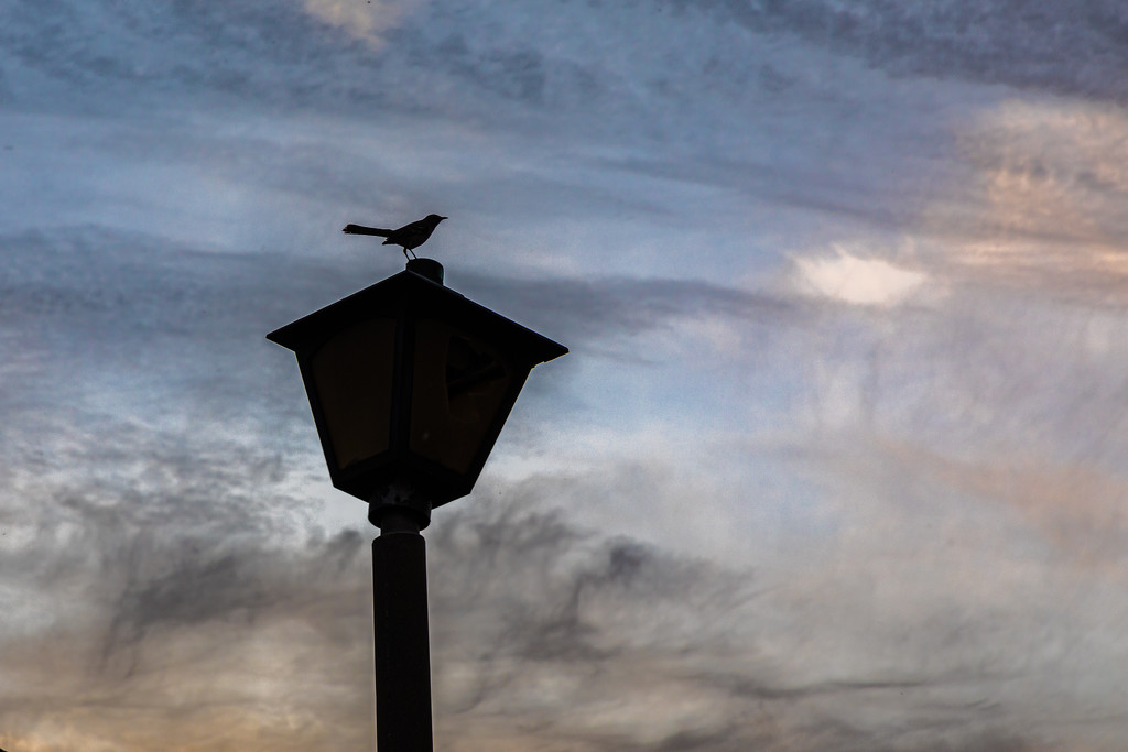 Bird on lamp post by jbritt