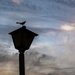 Bird on lamp post by jbritt