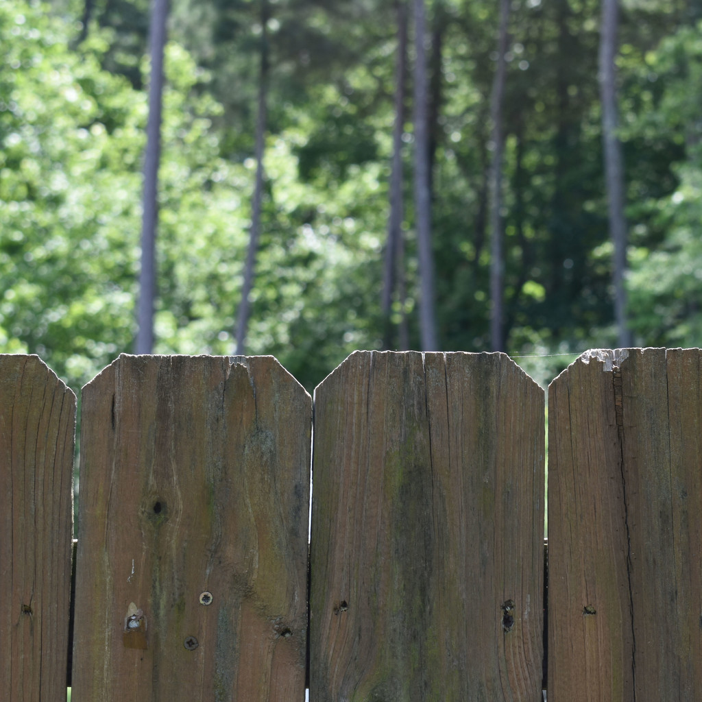 Half fence, half woods by homeschoolmom