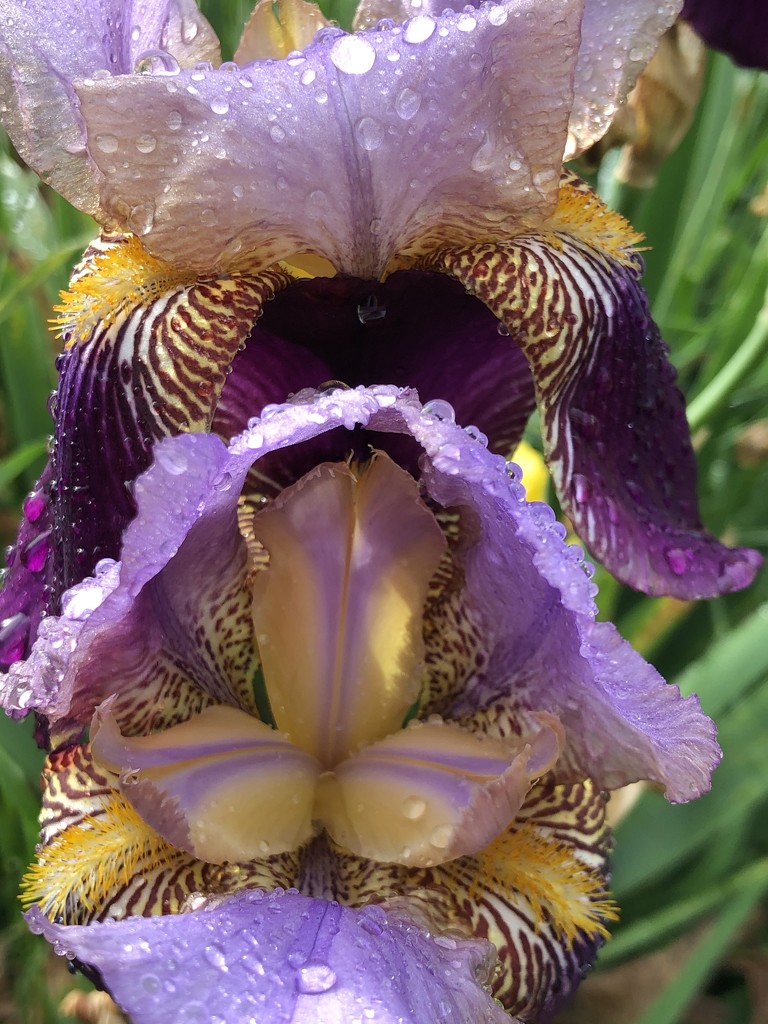 Irises by jbritt